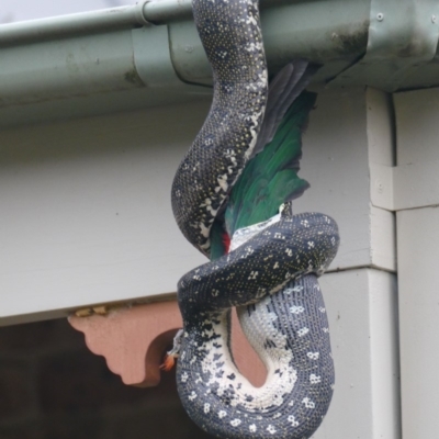 Morelia spilota spilota (Diamond Python) at  - 12 Jan 2020 by vivdavo