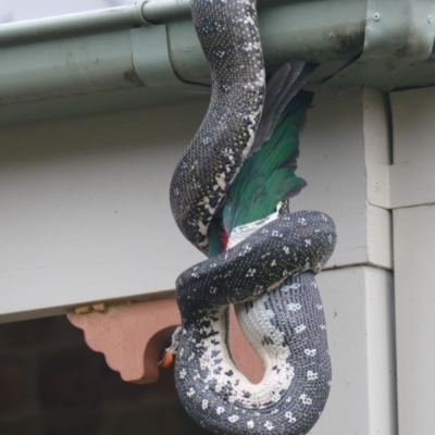 Morelia spilota spilota (Diamond Python) at Morton, NSW - 11 Jan 2020 by vivdavo