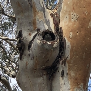 Aegotheles cristatus at Acton, ACT - 10 Feb 2020 12:29 PM