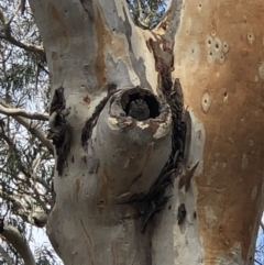 Aegotheles cristatus (Australian Owlet-nightjar) at ANBG - 10 Feb 2020 by YoYo