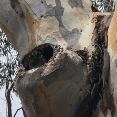 Aegotheles cristatus at Acton, ACT - 10 Feb 2020 12:29 PM