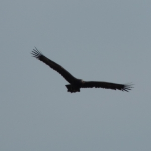 Aquila audax at Tharwa, ACT - 10 Feb 2020