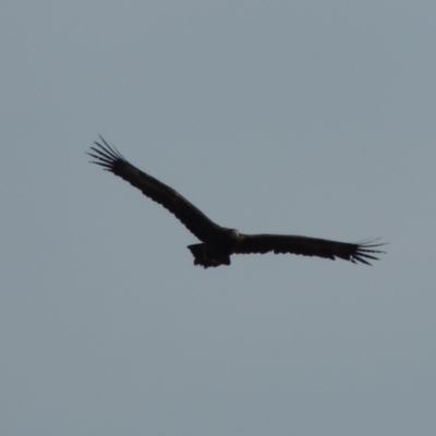 Aquila audax (Wedge-tailed Eagle) at Tharwa, ACT - 9 Feb 2020 by michaelb