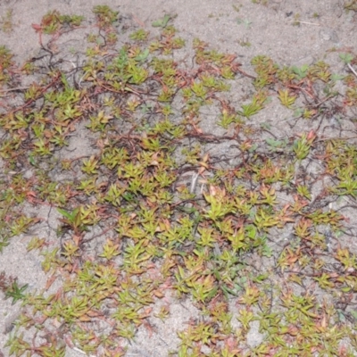 Ludwigia palustris (Marsh Purslane) at Gigerline Nature Reserve - 15 Dec 2019 by michaelb