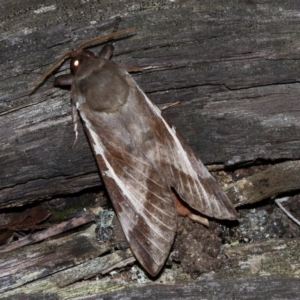 Oxycanus dirempta at Paddys River, ACT - 9 May 2018