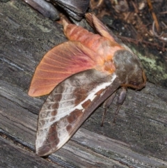 Oxycanus dirempta at Paddys River, ACT - 9 May 2018 06:32 PM