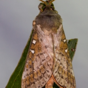 Oxycanus dirempta at Paddys River, ACT - 18 May 2018