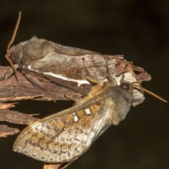 Oxycanus dirempta at Paddys River, ACT - 18 May 2018