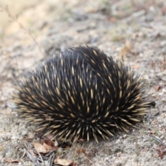 Tachyglossus aculeatus (Short-beaked Echidna) at Paddys River, ACT - 7 Feb 2020 by Jek