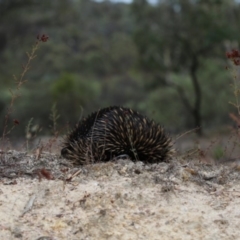 Tachyglossus aculeatus at Paddys River, ACT - 7 Feb 2020 11:42 AM