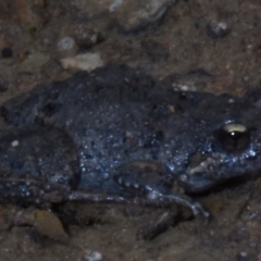 Crinia parinsignifera (Plains Froglet) at Harrison, ACT - 7 Feb 2020 by BrianHerps