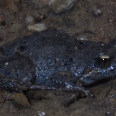 Crinia parinsignifera (Plains Froglet) at Harrison, ACT - 7 Feb 2020 by BrianHerps