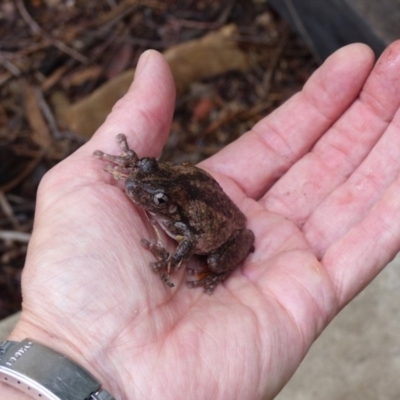 Litoria peronii (Peron's Tree Frog, Emerald Spotted Tree Frog) at Black Range, NSW - 11 Feb 2020 by MatthewHiggins