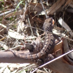 Amphibolurus muricatus at Black Range, NSW - 11 Feb 2020 11:21 AM