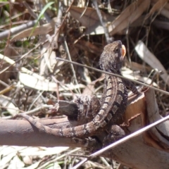Amphibolurus muricatus (Jacky Lizard) at Black Range, NSW - 11 Feb 2020 by MatthewHiggins