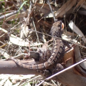 Amphibolurus muricatus at Black Range, NSW - 11 Feb 2020