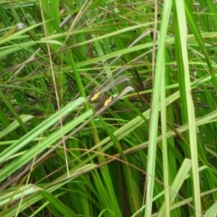 Tisiphone abeona (Varied Sword-grass Brown) at Eden, NSW - 7 Feb 2020 by wickedtatz