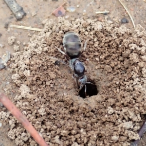 Iridomyrmex purpureus at Cook, ACT - 10 Feb 2020