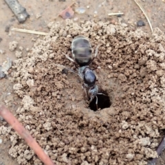 Iridomyrmex sp. (genus) (Ant) at Cook, ACT - 10 Feb 2020 by CathB
