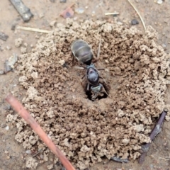 Iridomyrmex purpureus at Cook, ACT - 10 Feb 2020