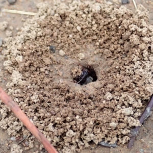 Iridomyrmex purpureus at Cook, ACT - 10 Feb 2020