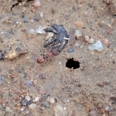 Meranoplus sp. (genus) (Shield Ant) at Mount Painter - 10 Feb 2020 by CathB