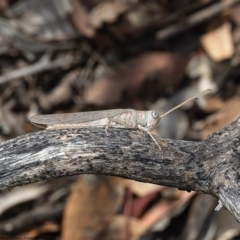 Pardillana limbata (Common Pardillana) at Dunlop, ACT - 11 Feb 2020 by Roger