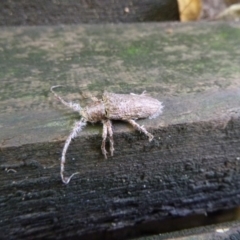 Rhytiphora (genus) (Longhorn beetle) at Tathra Public School - 11 Feb 2020 by TathraPreschool