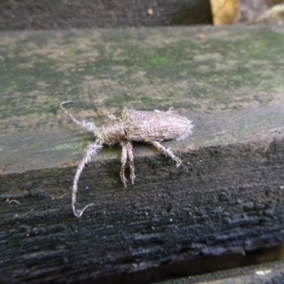 Rhytiphora sp. (genus) (Longhorn beetle) at Tathra, NSW - 11 Feb 2020 by TathraPreschool