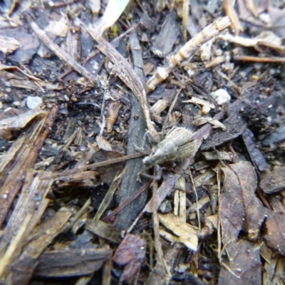 Naupactus leucoloma (White-fringed weevil) at Tathra, NSW - 11 Feb 2020 by TathraPreschool
