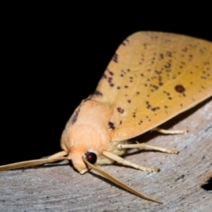 Plesanemma fucata (Lemon Gum Moth) at Paddys River, ACT - 14 Mar 2018 by Thommo17