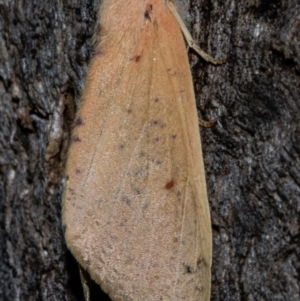 Plesanemma fucata at Paddys River, ACT - 9 May 2018 06:56 PM