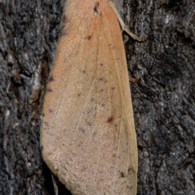 Plesanemma fucata (Lemon Gum Moth) at Tidbinbilla Nature Reserve - 9 May 2018 by Thommo17