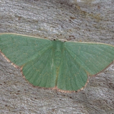 Prasinocyma semicrocea (Common Gum Emerald moth) at Hackett, ACT - 24 Jan 2018 by Thommo17