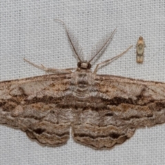 Scioglyptis chionomera (Grey Patch Bark Moth) at Black Mountain - 11 Dec 2017 by Thommo17