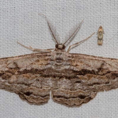 Scioglyptis chionomera (Grey Patch Bark Moth) at Black Mountain - 11 Dec 2017 by Thommo17