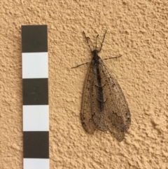 Myrmeleontidae (family) (Unidentified Antlion Lacewing) at Mirador, NSW - 11 Feb 2020 by hynesker1234