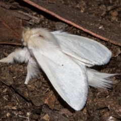 Trichiocercus sparshalli (Sparshall's Moth) at Hackett, ACT - 11 Dec 2017 by Thommo17