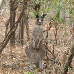 Macropus giganteus (Eastern Grey Kangaroo) at Hackett, ACT - 11 Feb 2020 by Christine