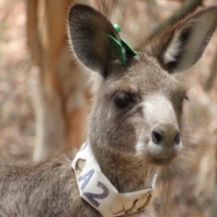 Macropus giganteus at Hackett, ACT - 11 Feb 2020