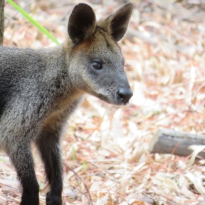 Wallabia bicolor (Swamp Wallaby) at ANBG - 11 Feb 2020 by Christine