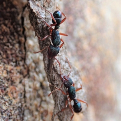 Rhytidoponera aspera (Greenhead ant) at Mount Painter - 10 Feb 2020 by CathB