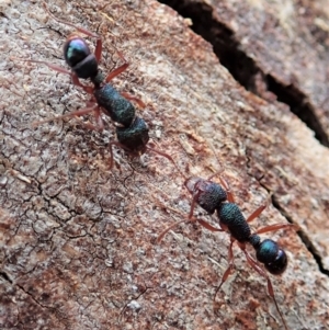 Rhytidoponera aspera at Cook, ACT - 10 Feb 2020