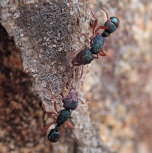 Rhytidoponera aspera at Cook, ACT - 10 Feb 2020