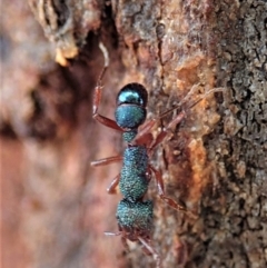 Rhytidoponera aspera at Cook, ACT - 10 Feb 2020