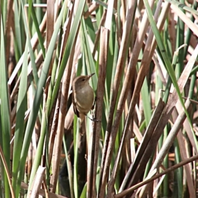 Acrocephalus australis (Australian Reed-Warbler) at Woodlands, NSW - 6 Oct 2018 by JanHartog