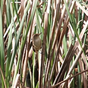 Acrocephalus australis at Woodlands, NSW - 6 Oct 2018