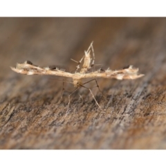 Sphenarches anisodactylus (Geranium Plume Moth) at Ainslie, ACT - 5 Feb 2020 by kdm