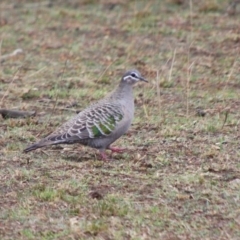Phaps chalcoptera (Common Bronzewing) at Alpine - 4 Oct 2018 by JanHartog