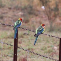 Platycercus eximius (Eastern Rosella) at Alpine, NSW - 4 Oct 2018 by JanHartog